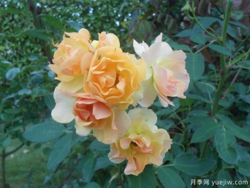 藤本快樂(lè )舞蹈月季