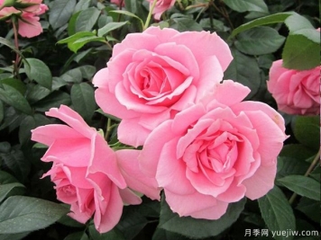 你真美麗月季的優(yōu)缺點(diǎn)是什么？