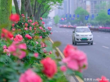 長(cháng)沙月季應用和景觀(guān)圖集