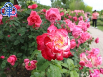 天津月季市花文化和景觀(guān)圖集