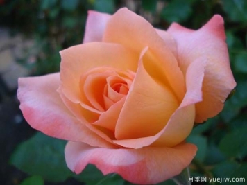快樂(lè )月季