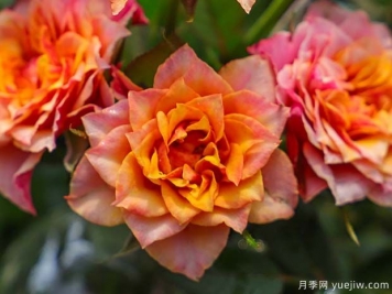 比基尼月季的優(yōu)缺點(diǎn)是什么？
