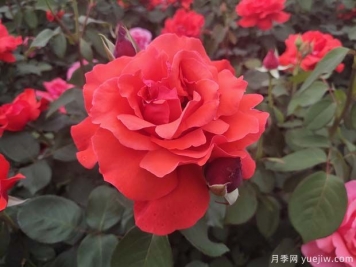 常見(jiàn)50個(gè)月季品種介紹，抗性好花不斷，可以買(mǎi)得到的經(jīng)典