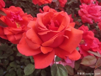 雜交茶香月季（ Hybrid Tea Roses ，簡(jiǎn)稱(chēng) HT )