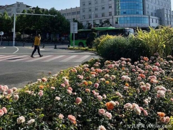 信陽(yáng)平橋區6月滿(mǎn)目繁花，開(kāi)啟月季美麗夏日