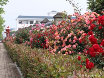 信陽(yáng)平橋區：美麗鄉村月季開(kāi)，幸福生活美景來(lái)