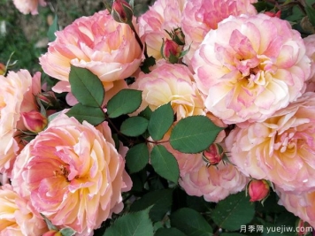 安德烈杜嘉德月季的優(yōu)缺點(diǎn)是什么？