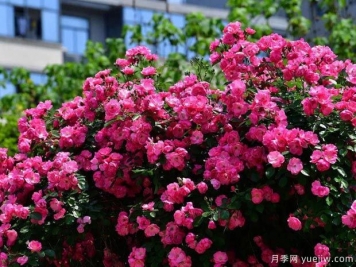 武漢新增多條絕美月季花道，江城處處花海景觀(guān)