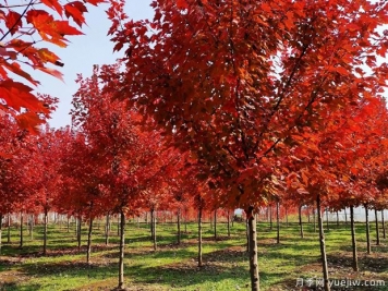美國紅楓和日本紅楓的區別？哪個(gè)好？