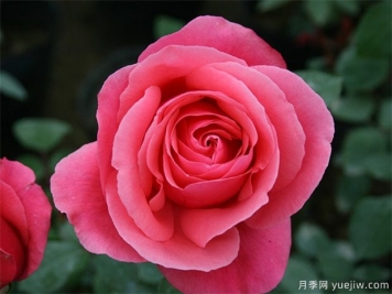 rose是什么，玫瑰和月季的區別到底在哪！