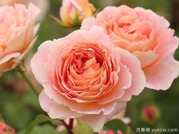 長(cháng)得快，抗性強，推薦適合打造庭院的月季花