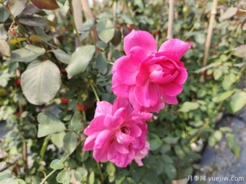 藤本月季大游行的優(yōu)缺點(diǎn)是什么？