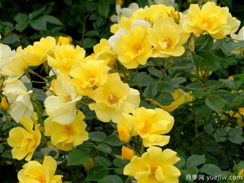 檸檬酒月季的優(yōu)缺點(diǎn)是什么？