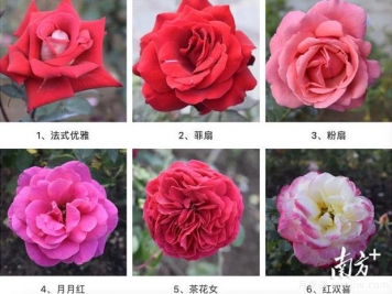 東莞植物園83個(gè)月季花品種盛放，教你如何種月季