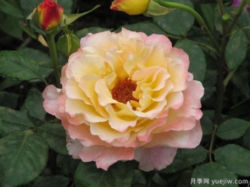 水彩月季的優(yōu)缺點(diǎn)是什么？