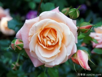 美國月季協(xié)會(huì )ARS月季育種者名人堂成立