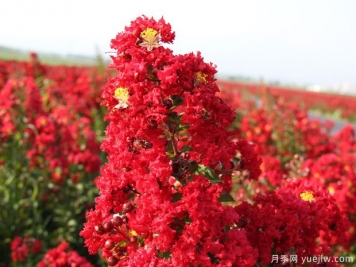 盛夏的紫薇，艷麗火熱