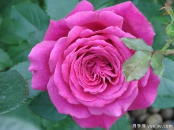 洛麗塔月季的優(yōu)缺點(diǎn)是什么？