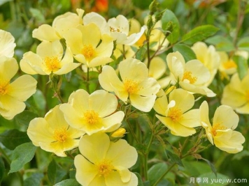 姍姍而來(lái)月季/溫柔的托特琳月季