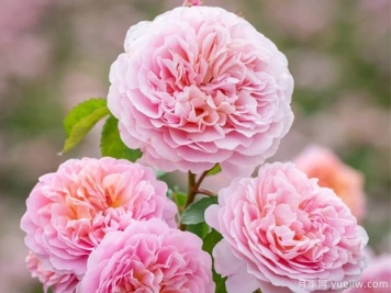優(yōu)絲塔夏福愛(ài)月季/尤泰莎菲月季/游苔莎斐伊