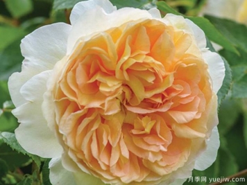 芭思希芭月季/所羅門(mén)王月季
