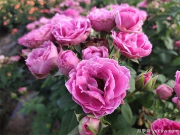 月季應該如何施肥算正確？