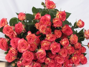 愛(ài)麗絲多頭玫瑰月季