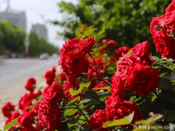 銅川月季市花文化和景觀(guān)圖集