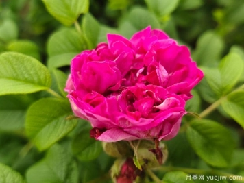 銀川玫瑰市花文化和月季景觀(guān)