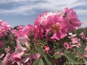 烏魯木齊玫瑰市花文化和月季景觀(guān)