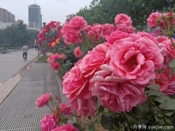 邯鄲月季市花文化和景觀(guān)圖集