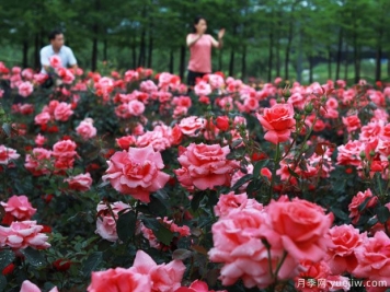義烏月季市花文化和景觀(guān)圖集