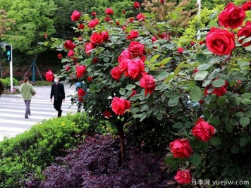 十堰市花文化和月季景觀(guān)