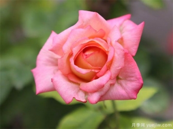 大美月季，十堰這幾處的月季花海等你來(lái)觀(guān)賞