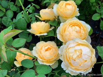 推薦6個(gè)藤本月季品種，一年長(cháng)成花墻，四季花開(kāi)不斷