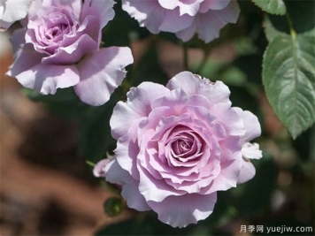 蜻蜓月季，喜歡紫色花必須入手