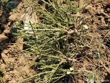 月季裸根苗什么時(shí)間采購種植合適？