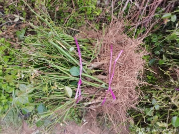 月季裸根苗到手后該如何處理，裸根苗的正確栽植方法