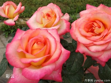 大花月季均價(jià)大概多少錢(qián)一株？