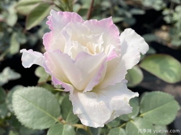 樂(lè )柏月季/勒布朗月季