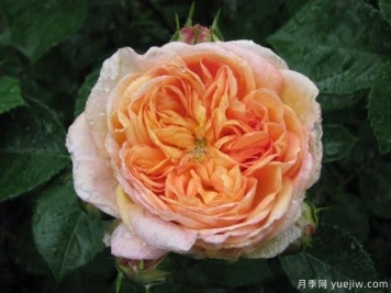 煉金術(shù)師月季
