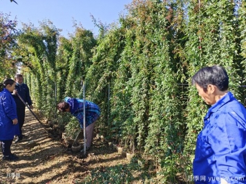 不是所有苗木適合冬季移栽？冬季苗木移栽注意事項