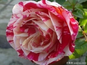 紅白歌會(huì )月季