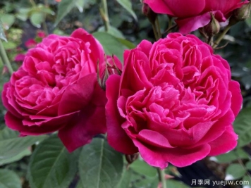 古老月季推薦，紫燕飛舞月季