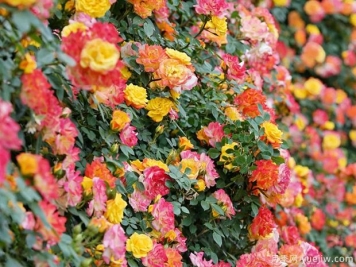 推薦15種藤本月季，長(cháng)勢旺花量大，適合打造花墻