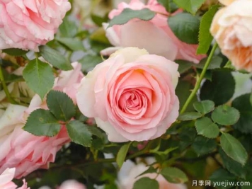 月季花如何施肥能花多色艷？月季施肥時(shí)間注意點(diǎn)