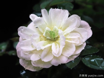超微月季推薦，雪姬月季