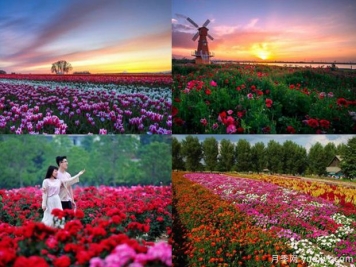 滄州月季市花文化和景觀(guān)圖集