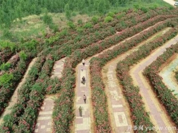 河北邢臺柏鄉：月季迷宮花開(kāi)引游人
