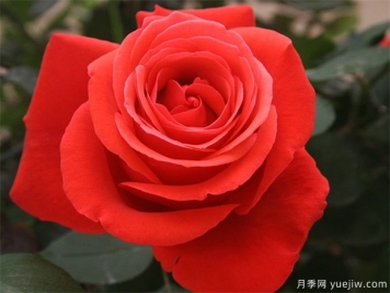 花友寶典，月季養護要點(diǎn)說(shuō)明書(shū)